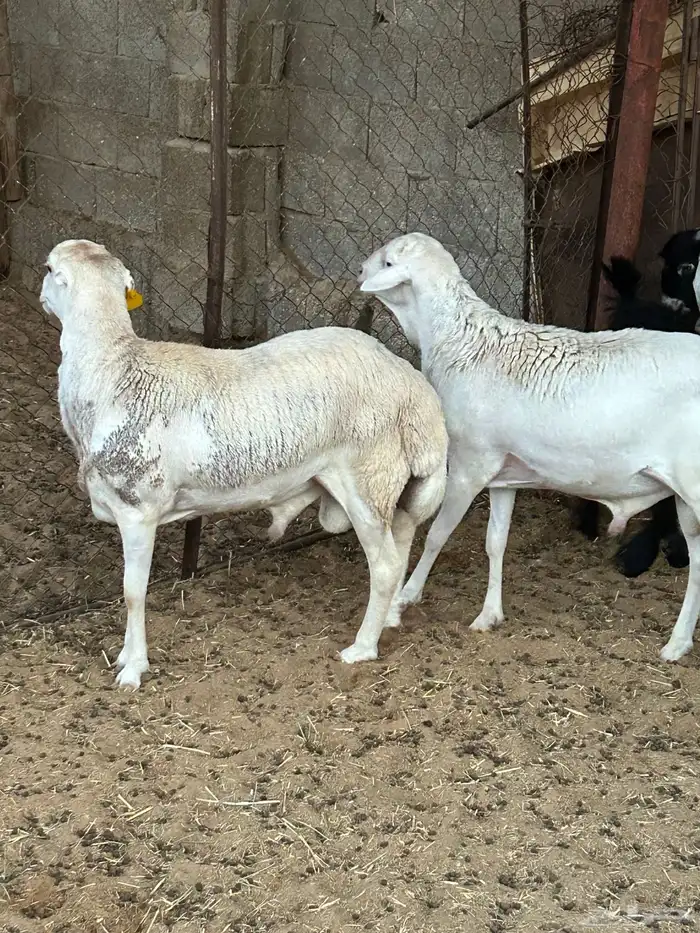 خرفان رفيدي طيبة جدآ 2
