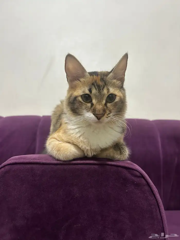 للتبني قطه أنثى العمر تقريبا من 7 أشهر إلى 8 اشهر 2