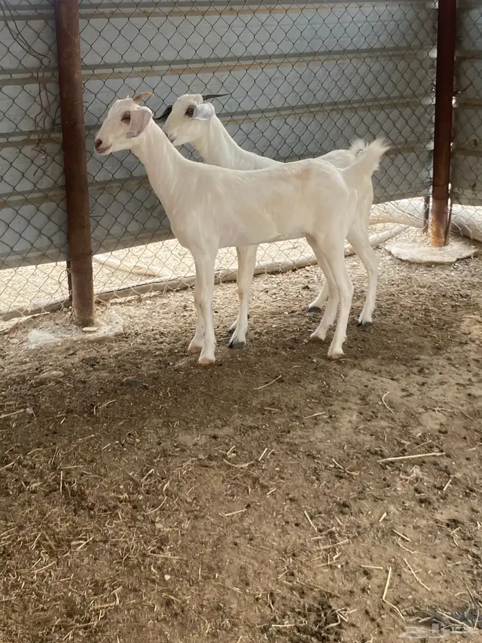 جفير 3