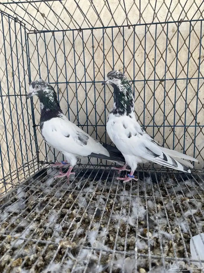 جوز علي ولا 2