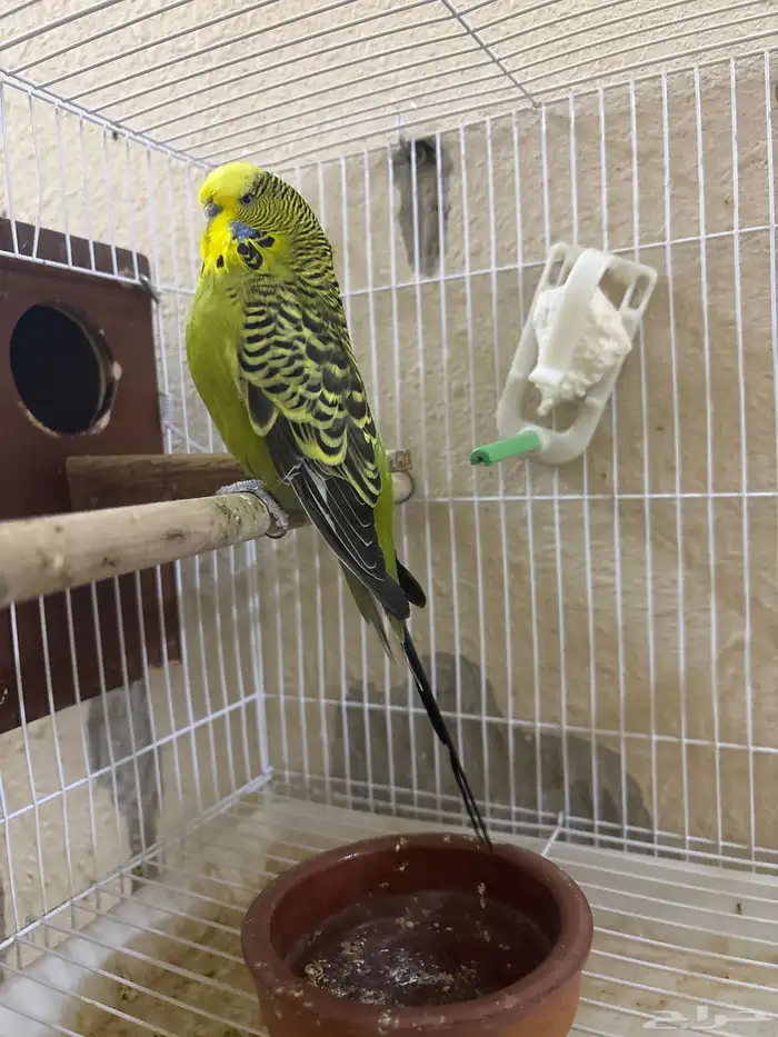 بادجي (طيور الحب ) انقليزي 0