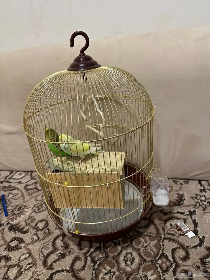 طيور حب 1