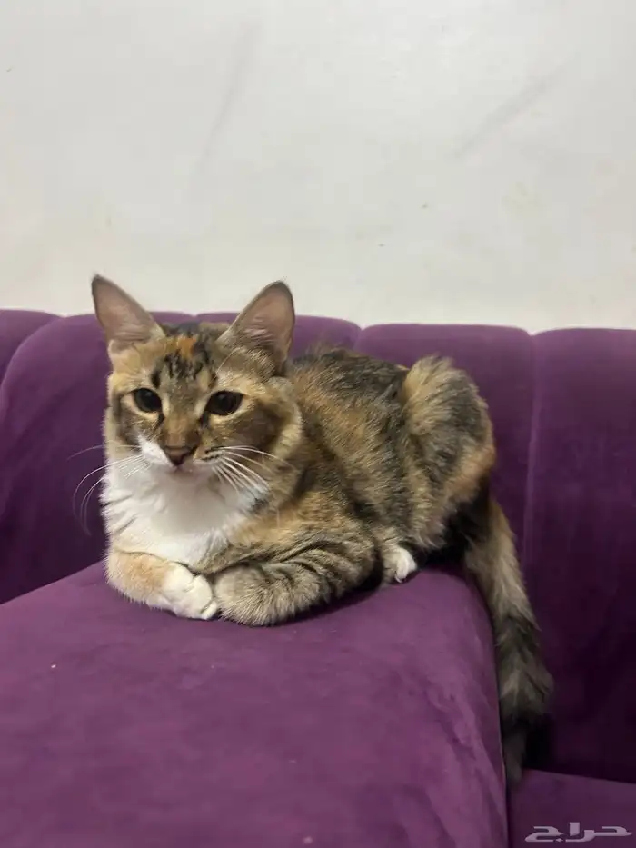 للتبني قطه أنثى العمر تقريبا من 7 أشهر إلى 8 اشهر 11