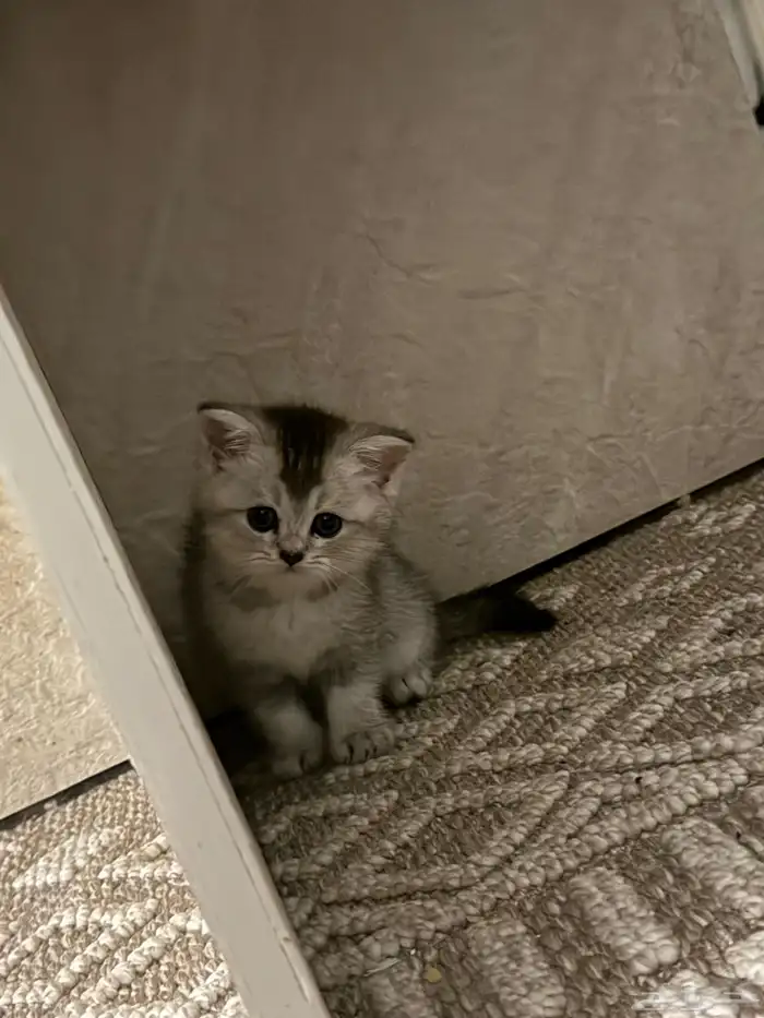 سكوتش دبل فولد وهيمالايا 3