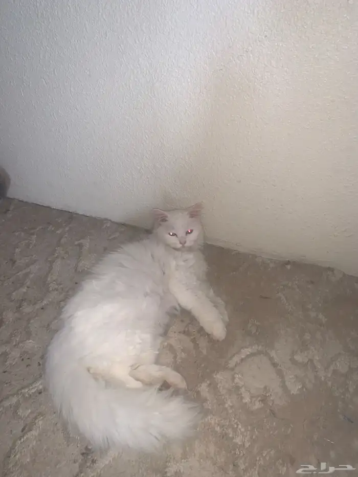 قطط للبيع 0