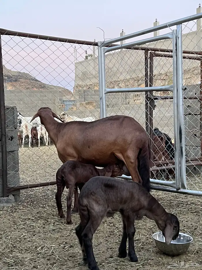 ضان سواكن ولد عدد 2عليها خروف ورخل 1