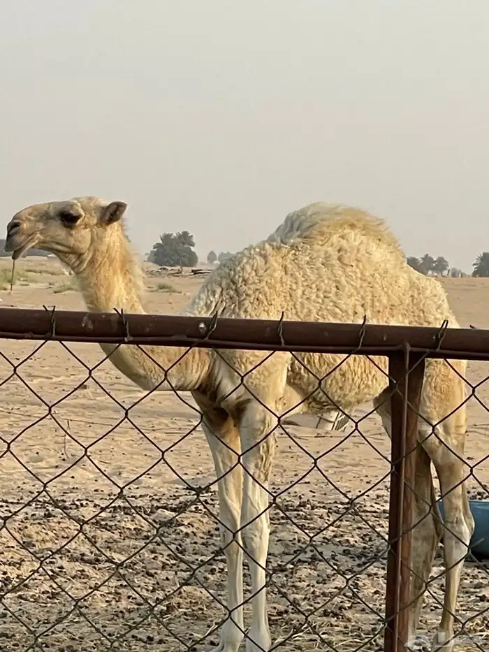 حوارة فرديه 1