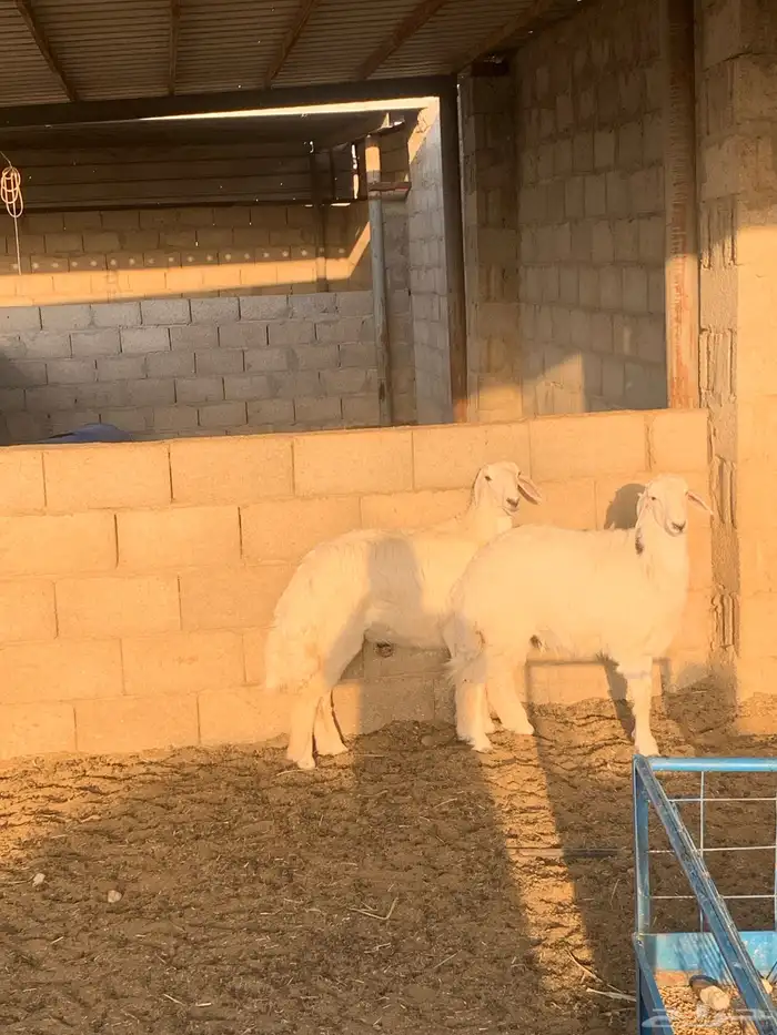 حريات رخال 1