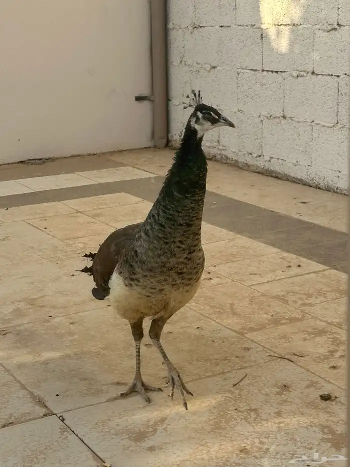 طاووس 1