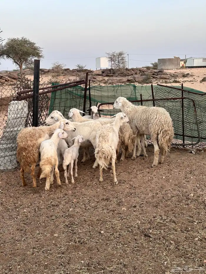 ضان حريه بالفحل 9