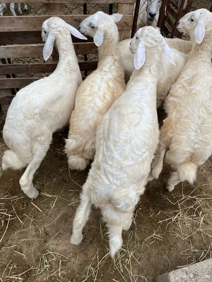 خرفان حريات 2