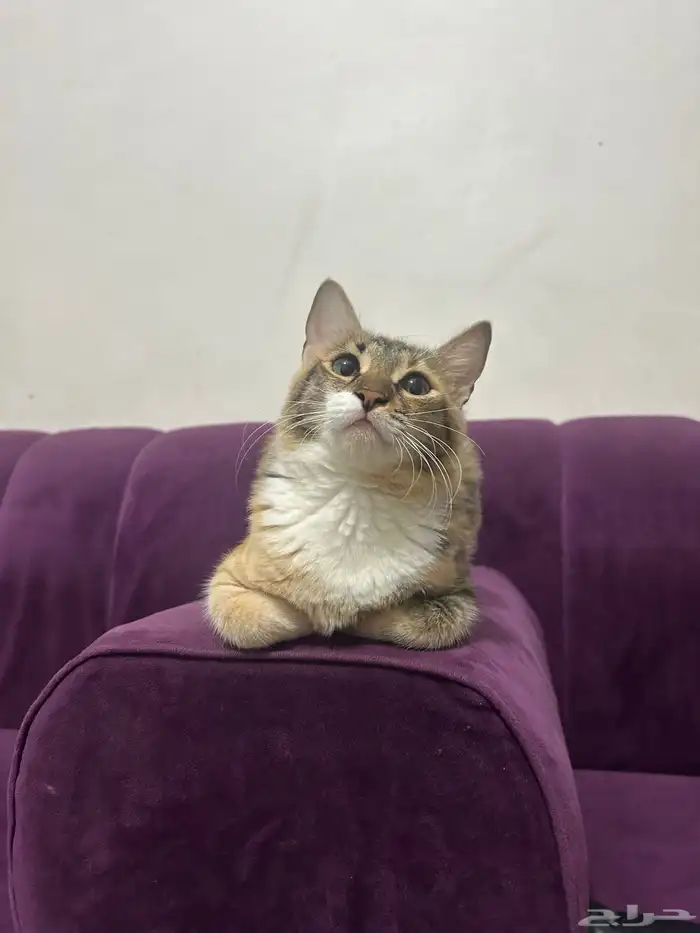 للتبني قطه أنثى العمر تقريبا من 7 أشهر إلى 8 اشهر 0