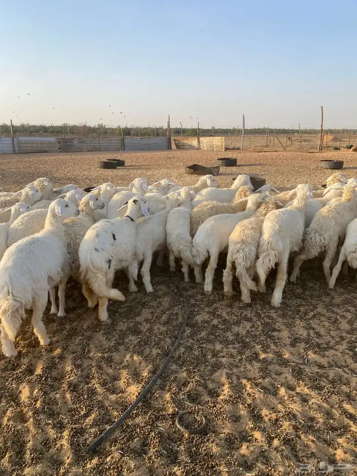 لبيع حريات رخال 0