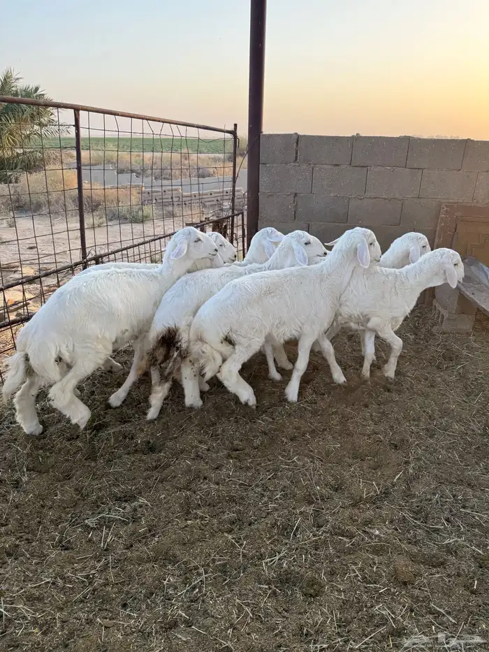 بهم حري فاخر 3-4شهور عدد 7 6