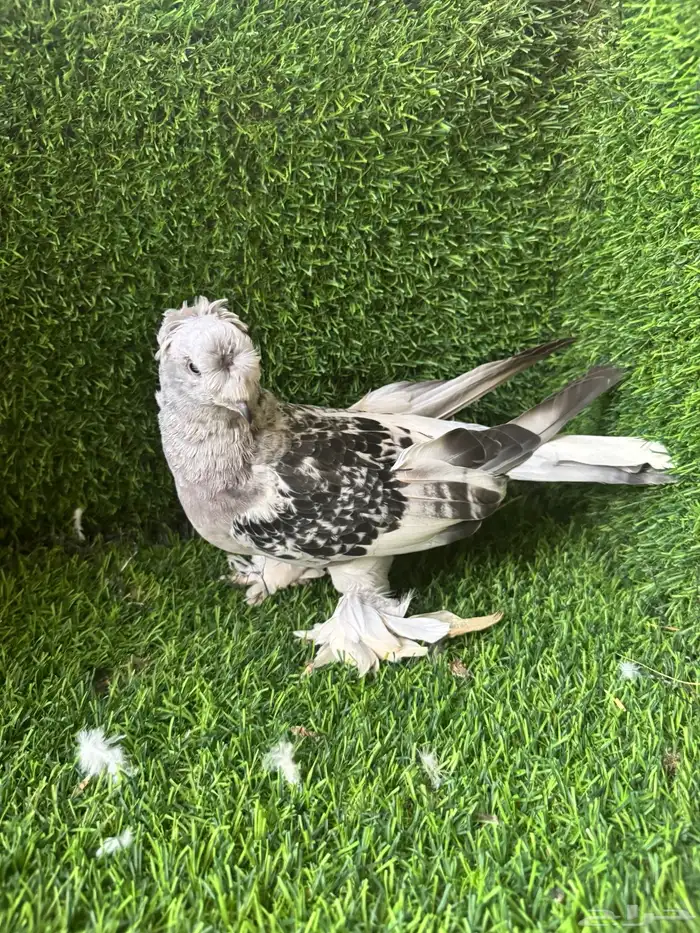 طبات ثلجي دبل كرست 5