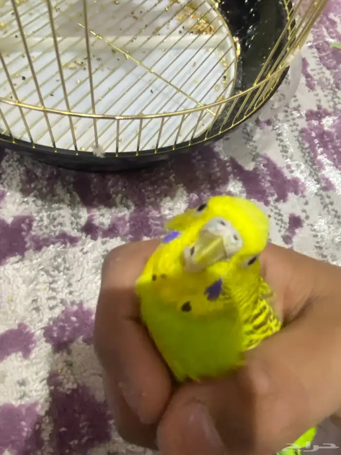 طيور الحب ( البادجي) للبيع 2
