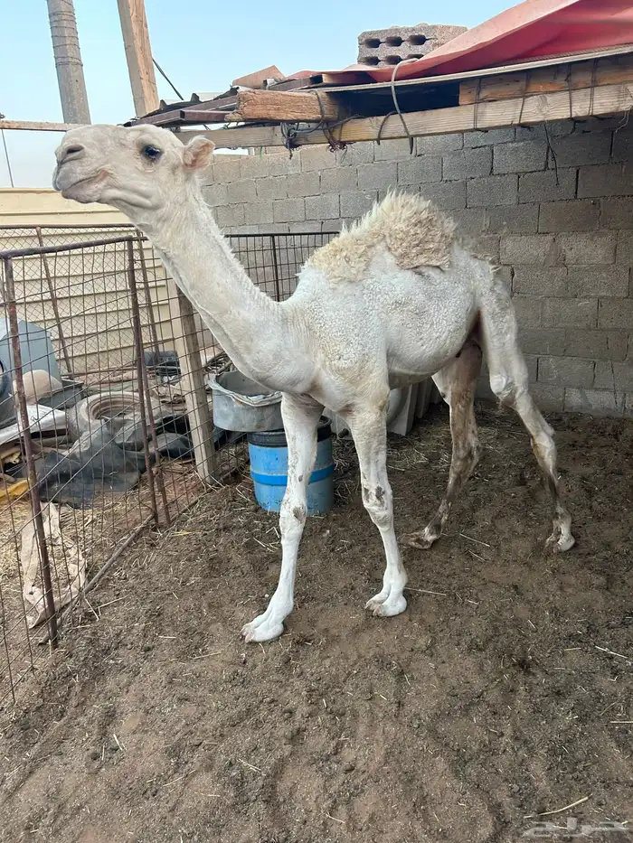 قعود وبكره 0