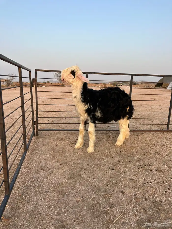 طلي نجدي صنف الصنف مشروع فحل العمر 4 أشهر 12