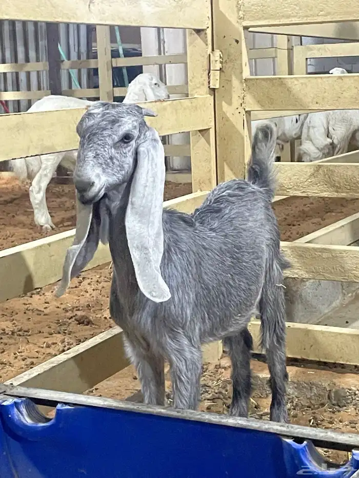 جفرة عارضية صنف 1