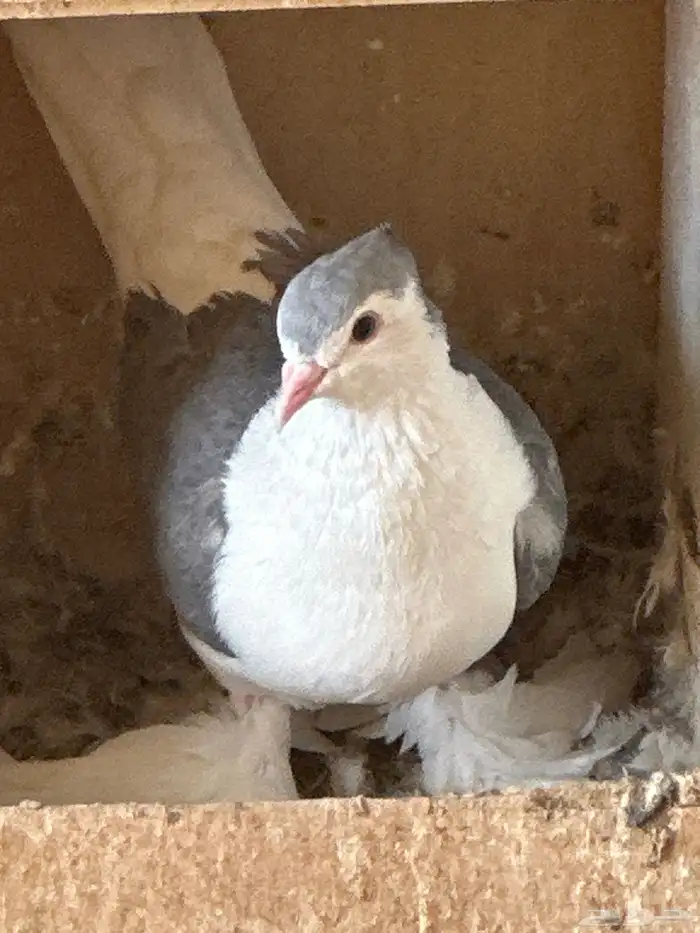 فرخ شيرازي 2