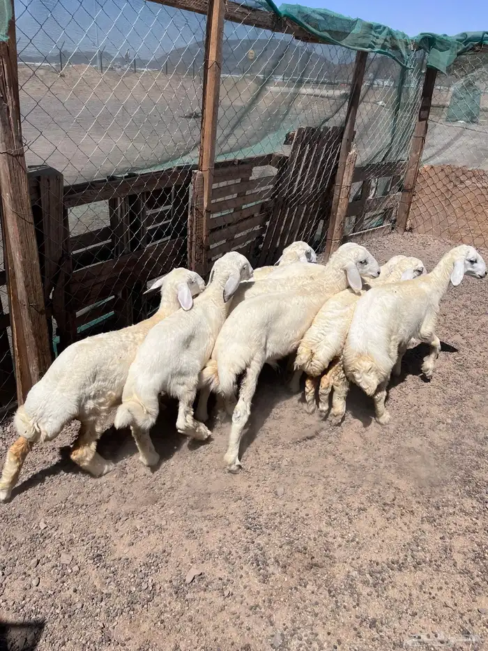 طليان 2