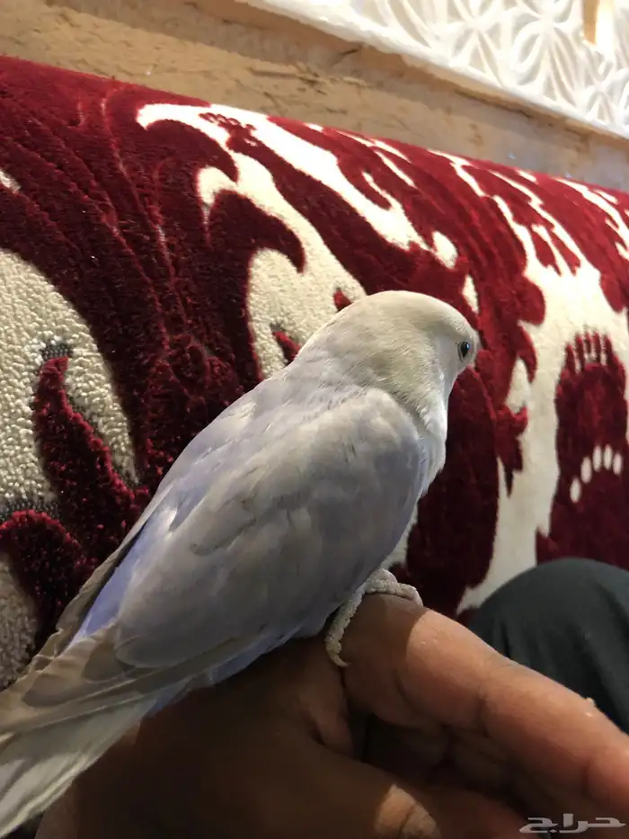 عصفور روز لونه مميز لايجي الصامل معه اكل وقفص 1