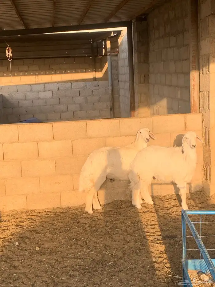 حريات رخال 0