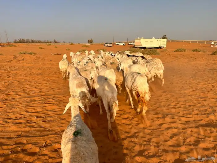 غنم حري 3