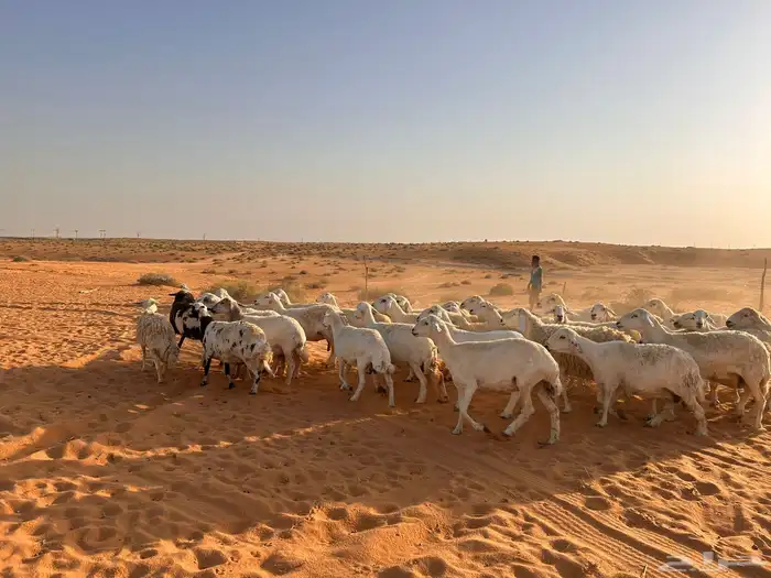 غنم حري 7