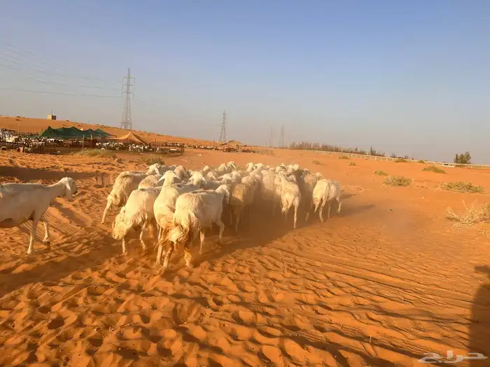 غنم حري 4