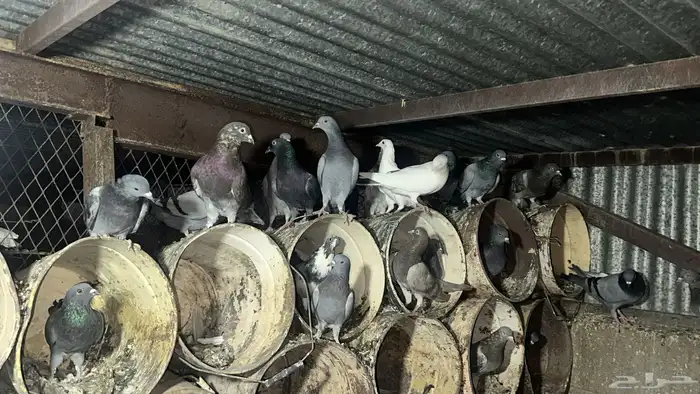 للبيع حمام مصري وسلفر و زاجل 7