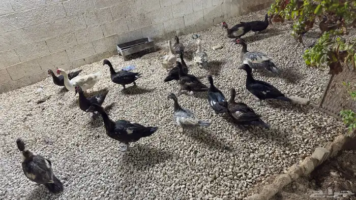 بط موسكوفي 0