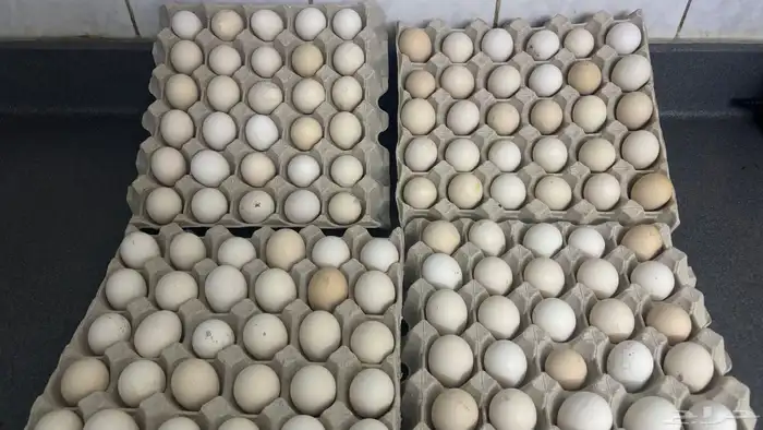 بيض بلدي 1