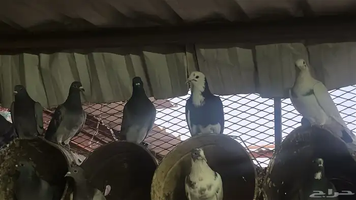 للبيع حمام مصري وسلفر و زاجل 18