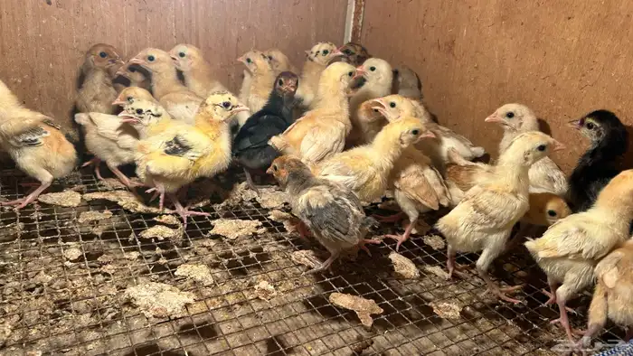 صوص بلدي ماشاءالله كلها فواتح الأهل احجام الموقع الأحساء 0