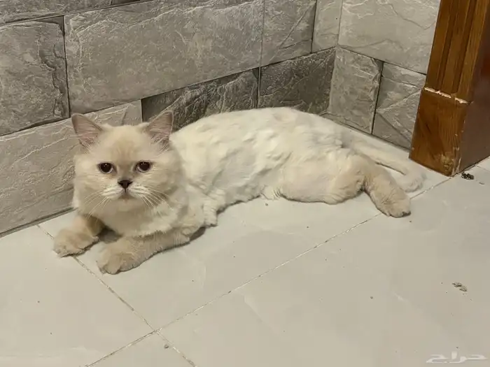 قطط 1
