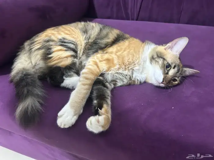 للتبني قطه أنثى العمر تقريبا من 7 أشهر إلى 8 اشهر 15