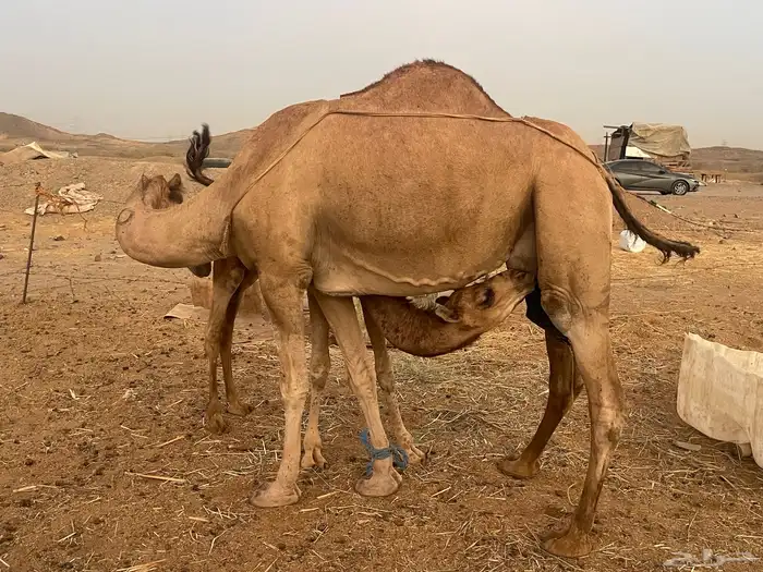 ناقة عادية خلفه ناقة كفووو تبارك الرحمن 4