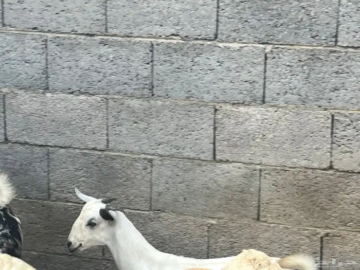 مشروع بيشي 3