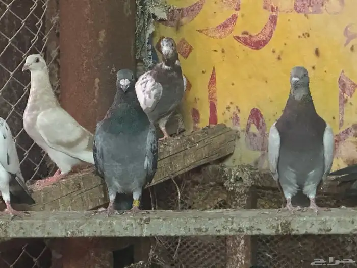 للبيع حمام مصري وسلفر و زاجل 11