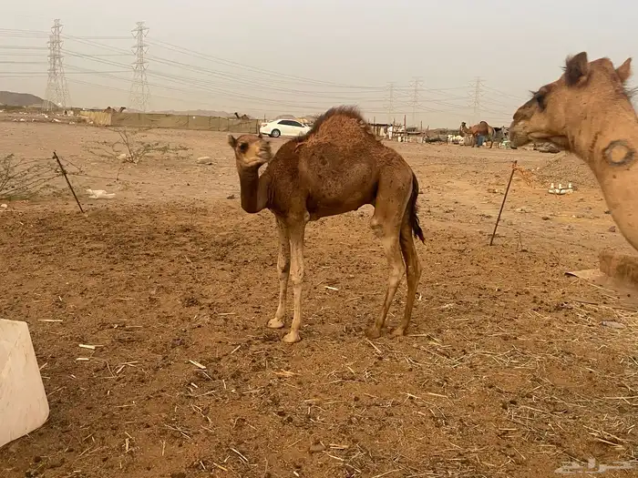 ناقة عادية خلفه ناقة كفووو تبارك الرحمن 5