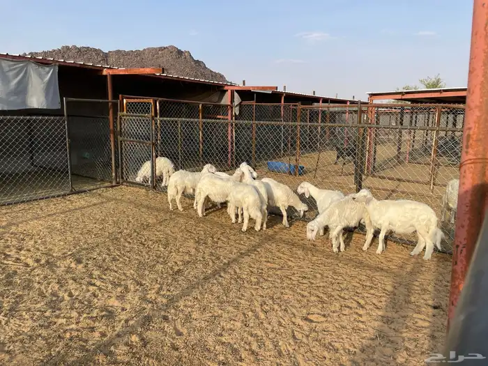 للبيع غنم 3