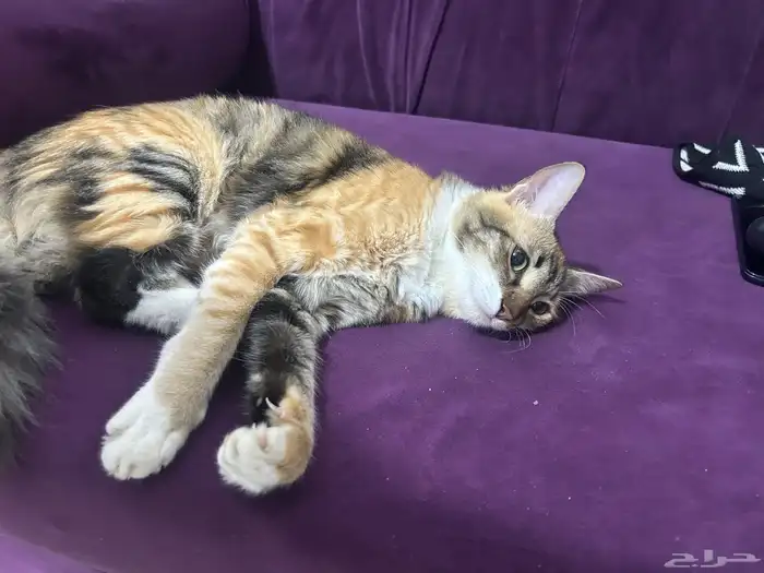 للتبني قطه أنثى العمر تقريبا من 7 أشهر إلى 8 اشهر 16