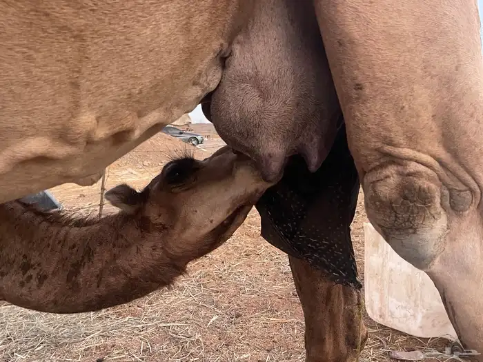 ناقة عادية خلفه ناقة كفووو تبارك الرحمن 7
