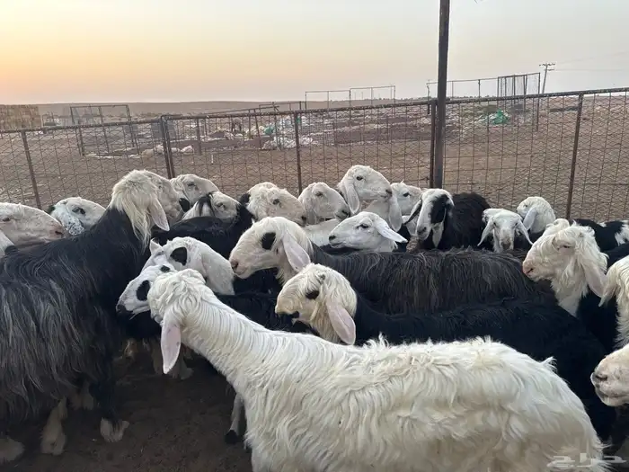 غنم نجد مطافيل 8