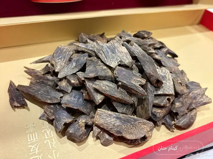 عود كينام مستزرع طبيعي 0