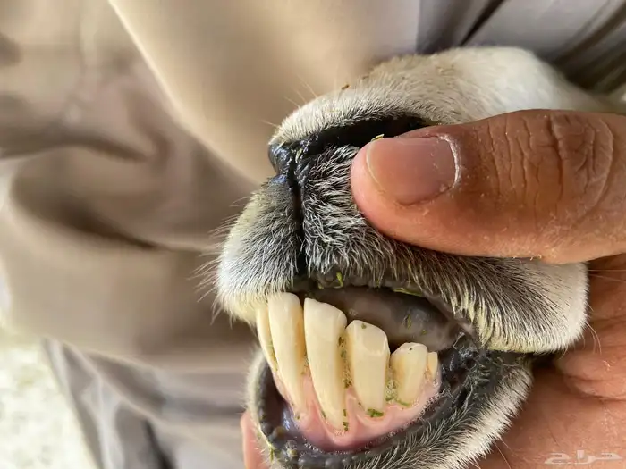 للبيع متبع حريه كفو تحتها رخل 1