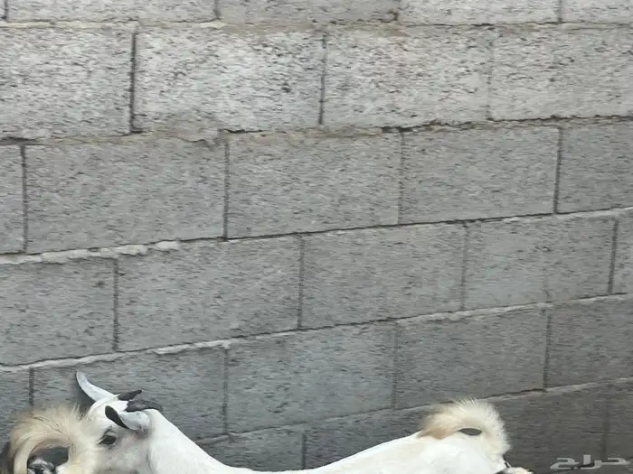 مشروع بيشي 4