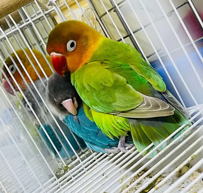 parrot pair 3