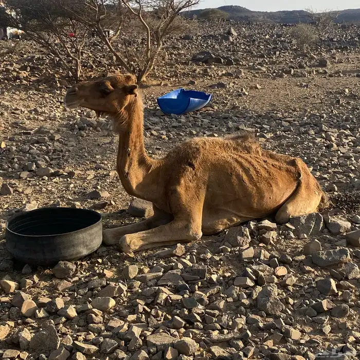 ناقه اول ناب 1